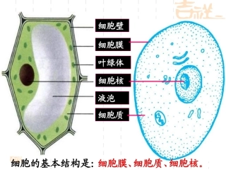 细胞的生长、分裂和分化