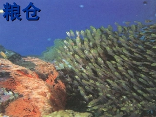 海洋是未来的粮仓