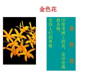金色花 (2)