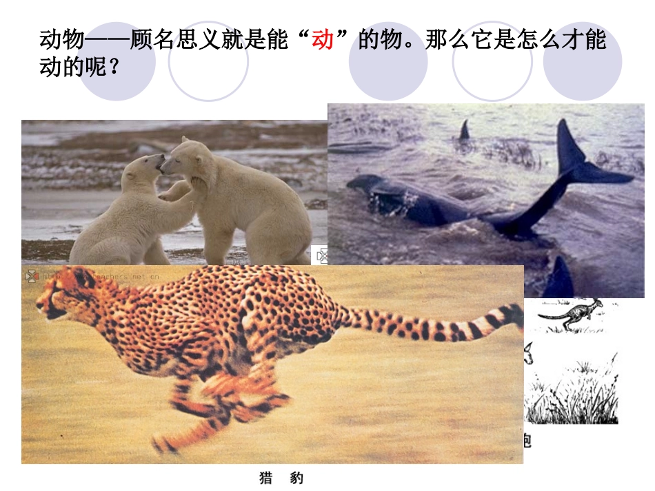 人教新课标八年级上册生物521动物的运动（共34张PPT）_第2页