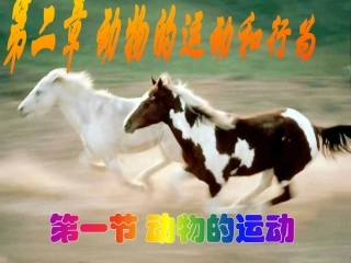 人教新课标八年级上册生物521动物的运动（共34张PPT）