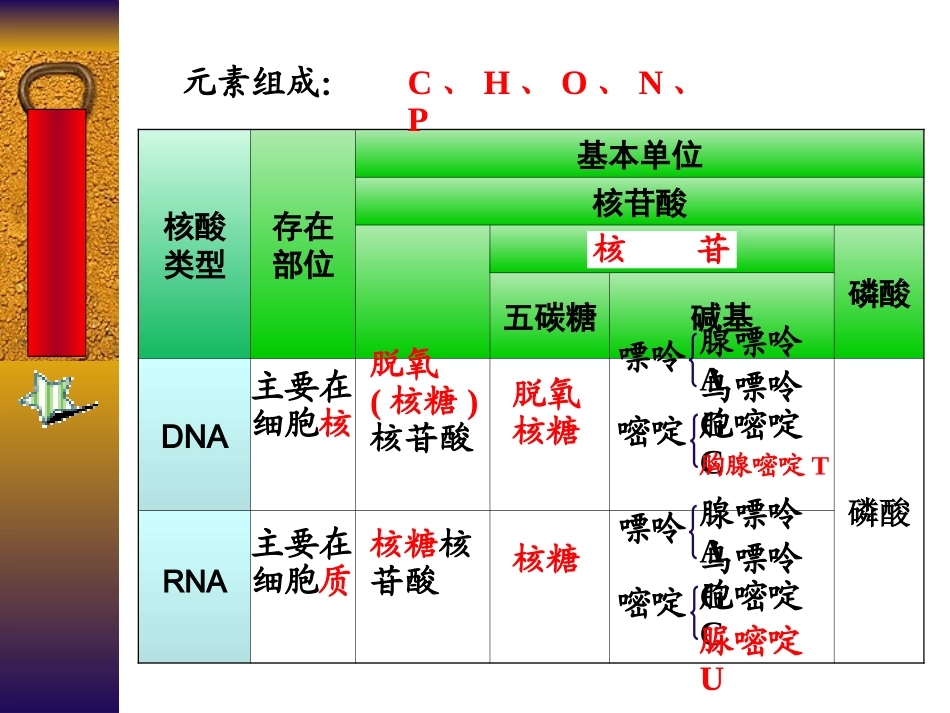 第二节DNA分子的结构和特点1_第2页