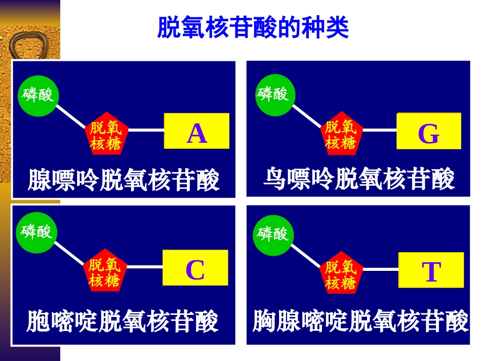 第二节DNA分子的结构和特点1_第3页