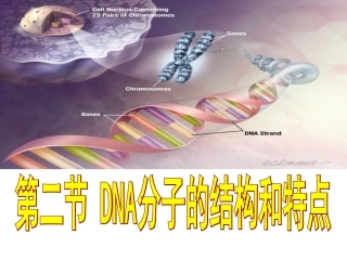 第二节DNA分子的结构和特点1