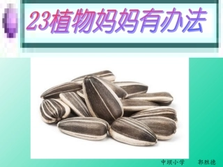 《植物妈妈有办法》PPT