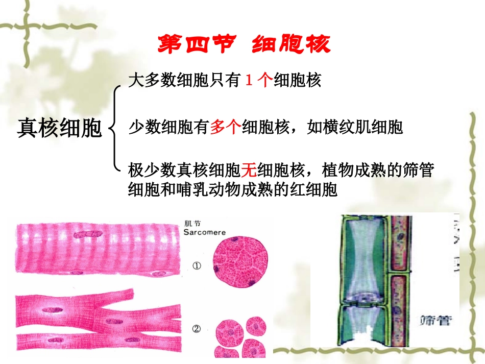 浙科版必修1第二章第四节-细胞核-第五节-原核细胞_第3页