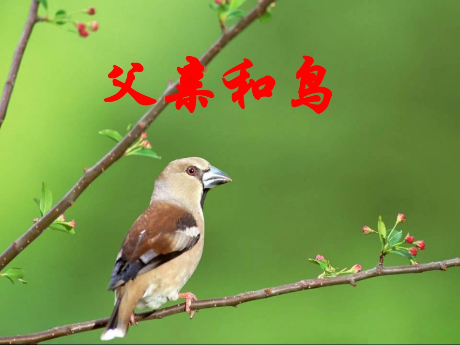 人教版语文二上29《父亲和鸟》课件(4)_第1页