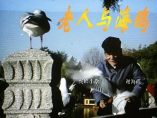 海鸥与老人2222