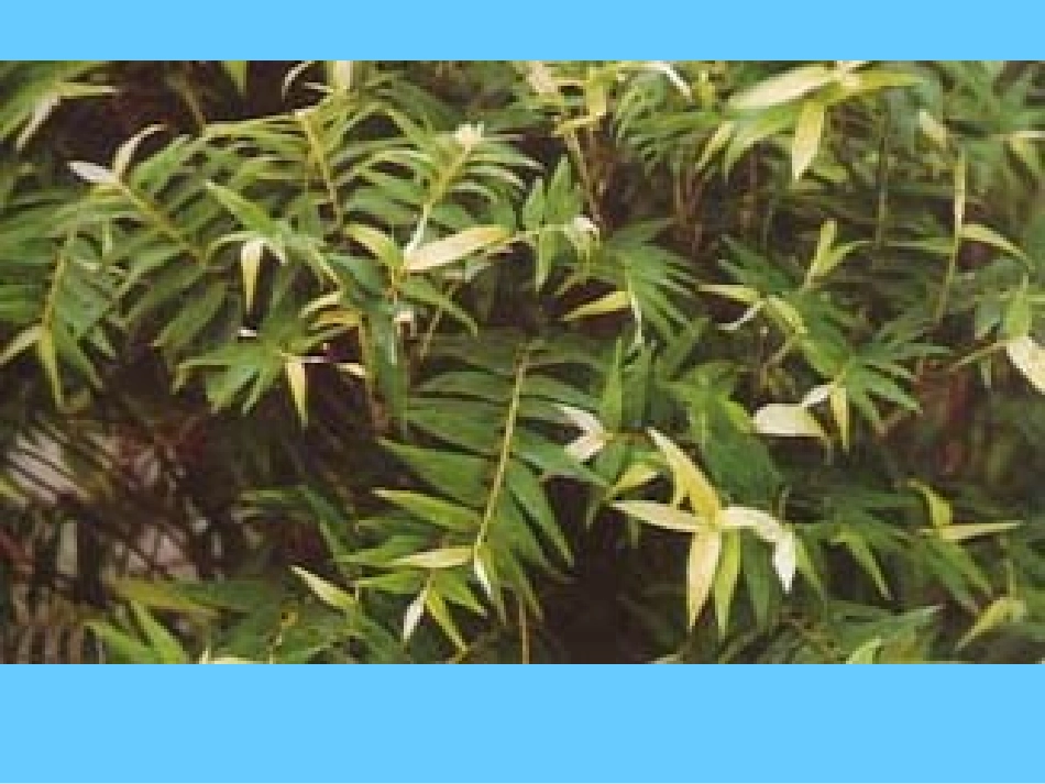 槐乡的孩子课件2_第1页