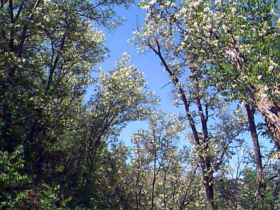 槐乡的孩子课件2_第2页