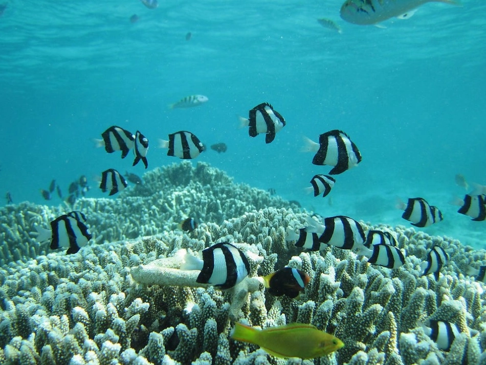 人美版一上谁画的鱼最大_第3页