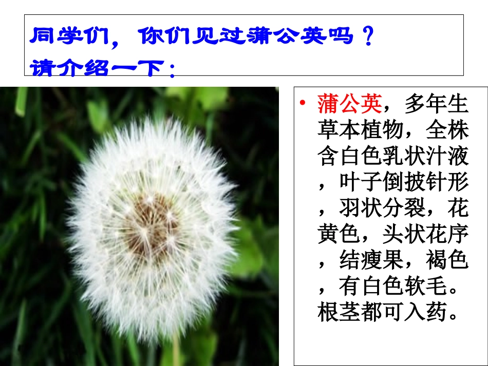 金色的草地PPT_第2页