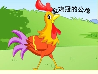 金鸡冠的公鸡