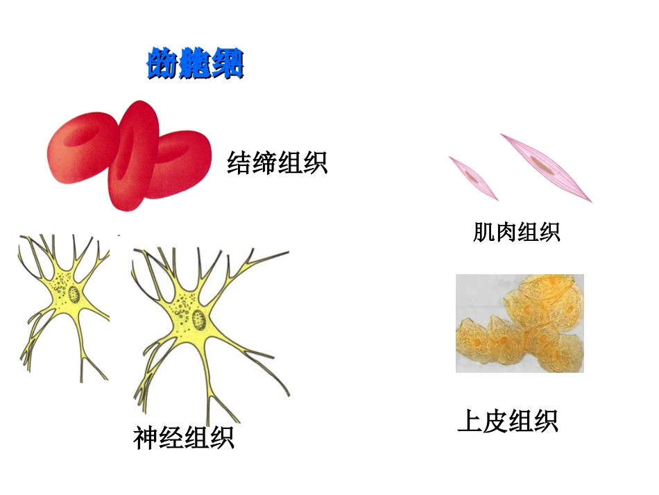 细胞的分化PPT_第3页