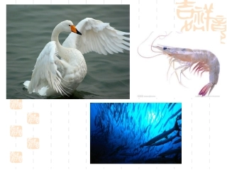 天鹅，大虾，梭鱼课件