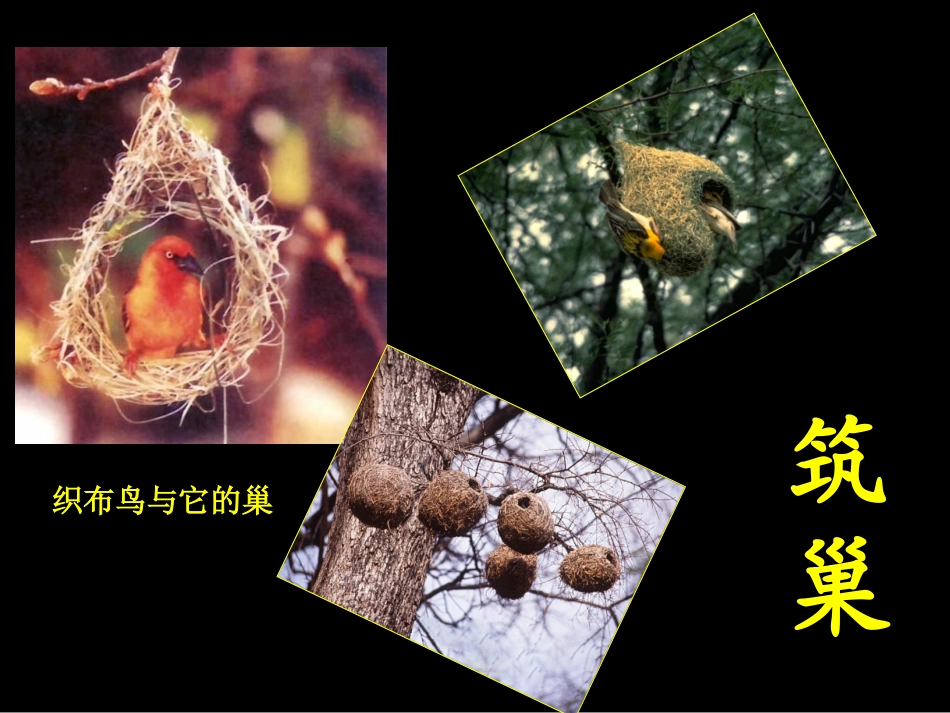 鸟的生殖和发育 (2)_第3页