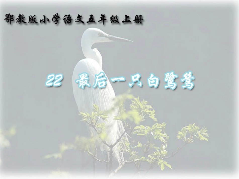最后一只白鹭鸶_第1页