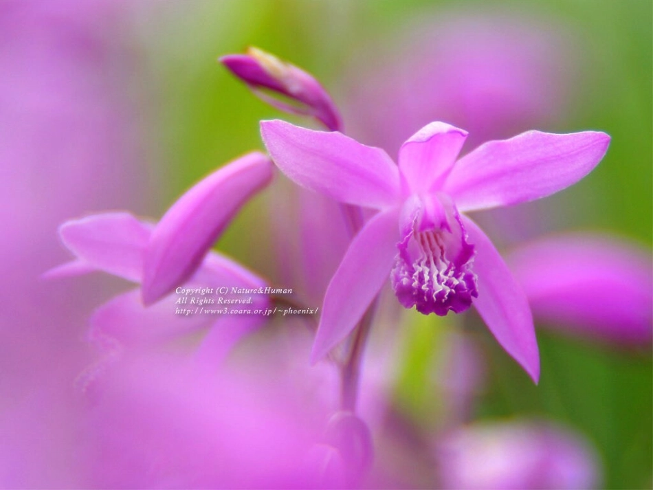 《花钟》课件 (2)_第1页