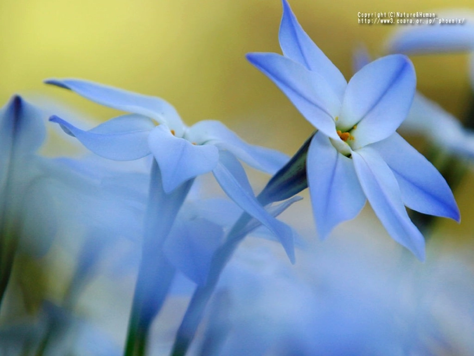 《花钟》课件 (2)_第2页