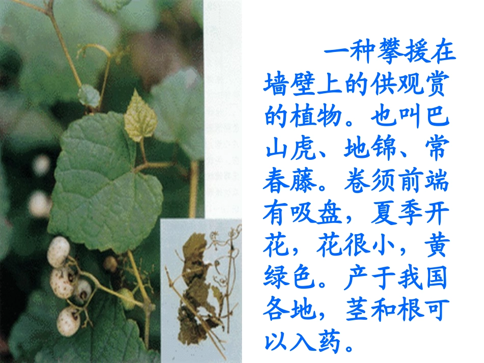 《爬山虎的脚》教学课件_第3页