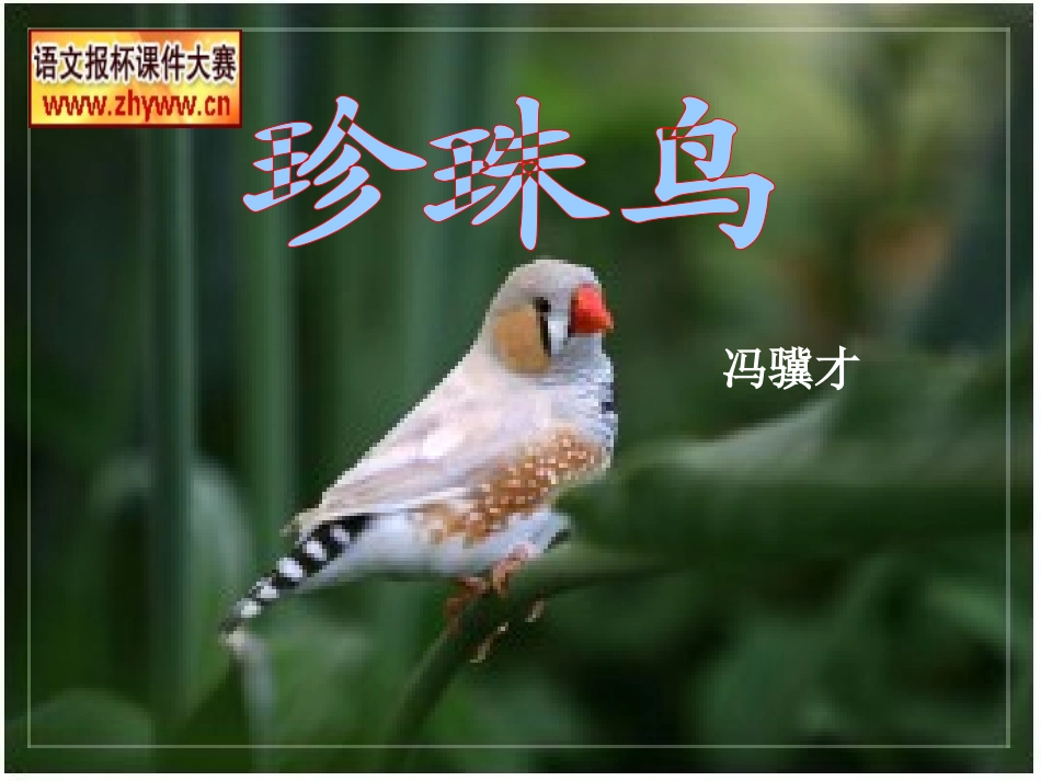《珍珠鸟》教学课件 (2)_第1页