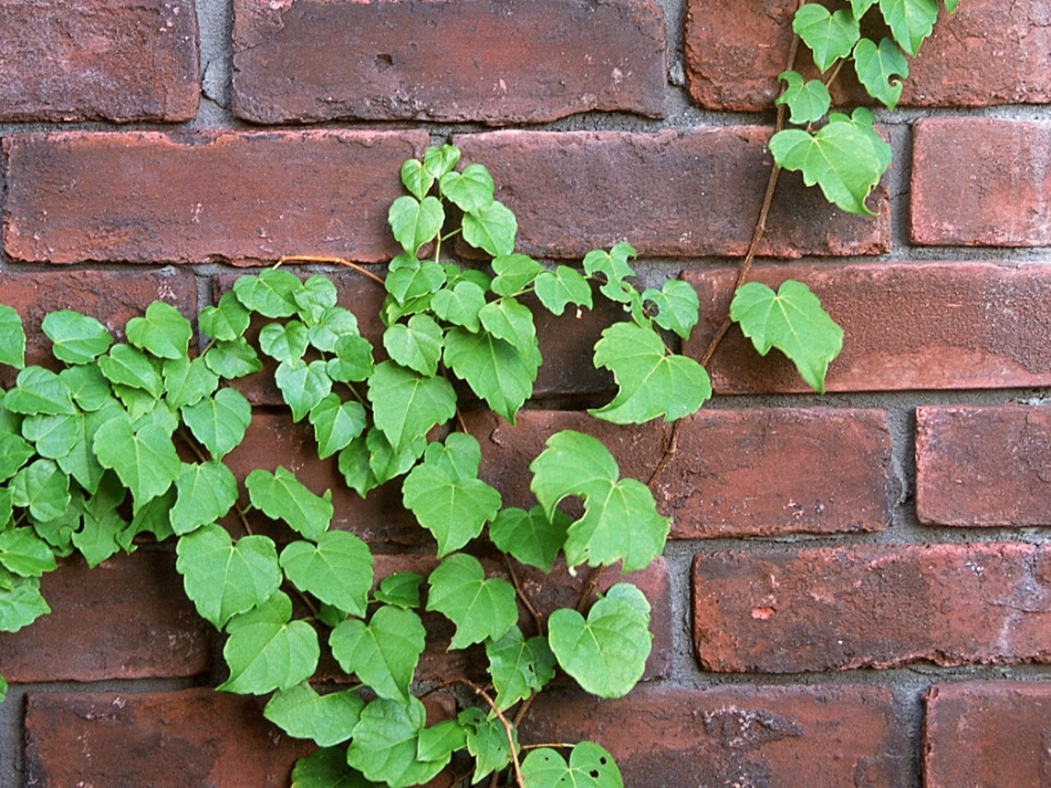 那片绿绿的爬山虎完美版课件PPT_第3页