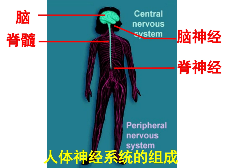 神经系统的组成_第2页