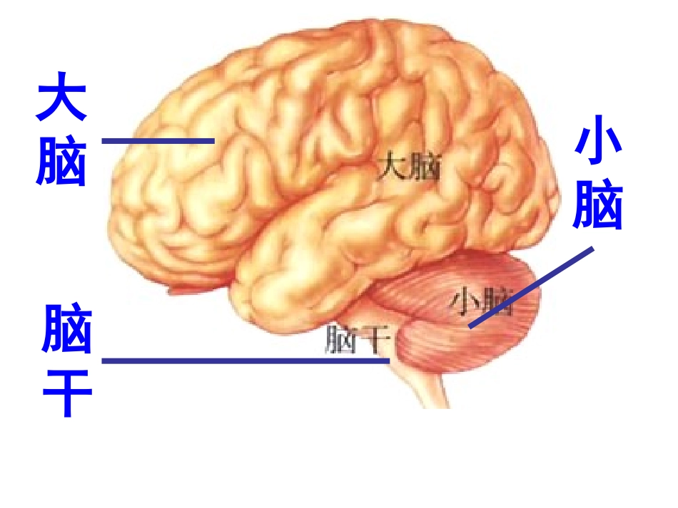 神经系统的组成_第3页