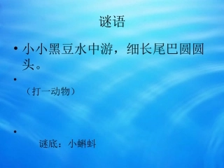 《小蝌蚪》课件