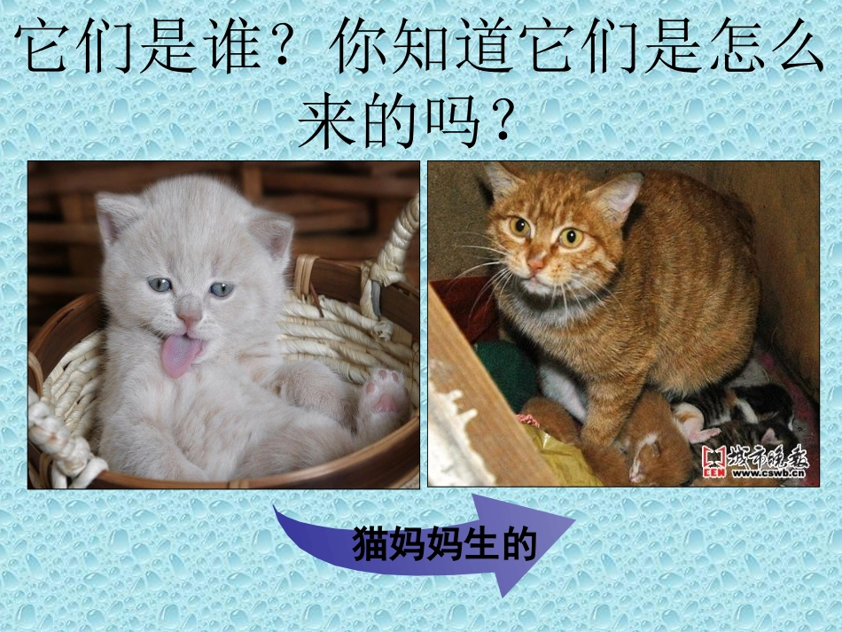 《植物新生命的开始》最新课件_第2页