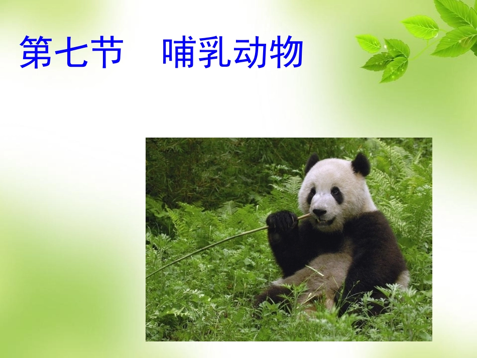 第七节%20%20哺乳动物（共31张）[1]_第1页