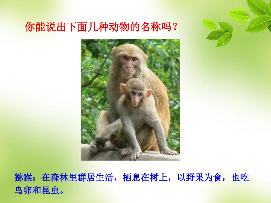 第七节%20%20哺乳动物（共31张）[1]_第2页