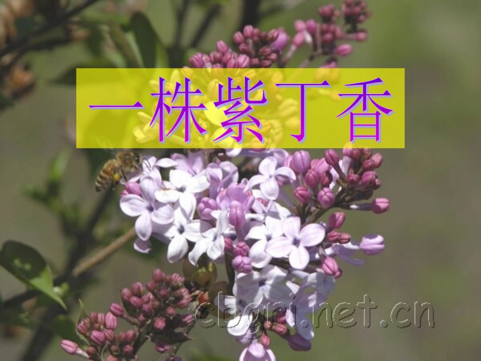 人教版语文二上5《一株紫丁香》课件(3)_第1页