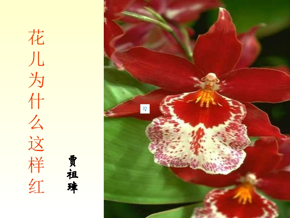 花儿为什么这样红课件_第1页