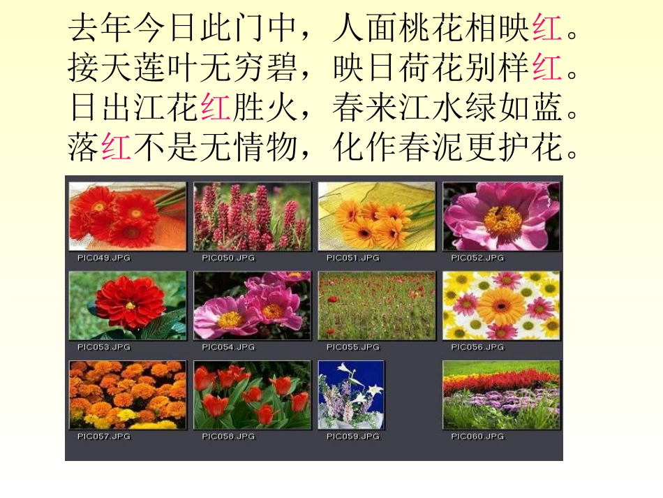 花儿为什么这样红课件_第2页