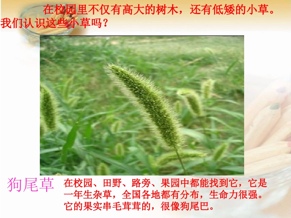 三年级科学上册课件大树和小草_第2页