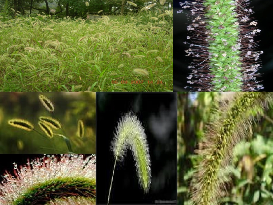 三年级科学上册课件大树和小草_第3页