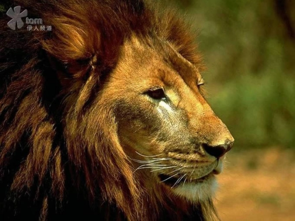 《两只小狮子_》_第3页