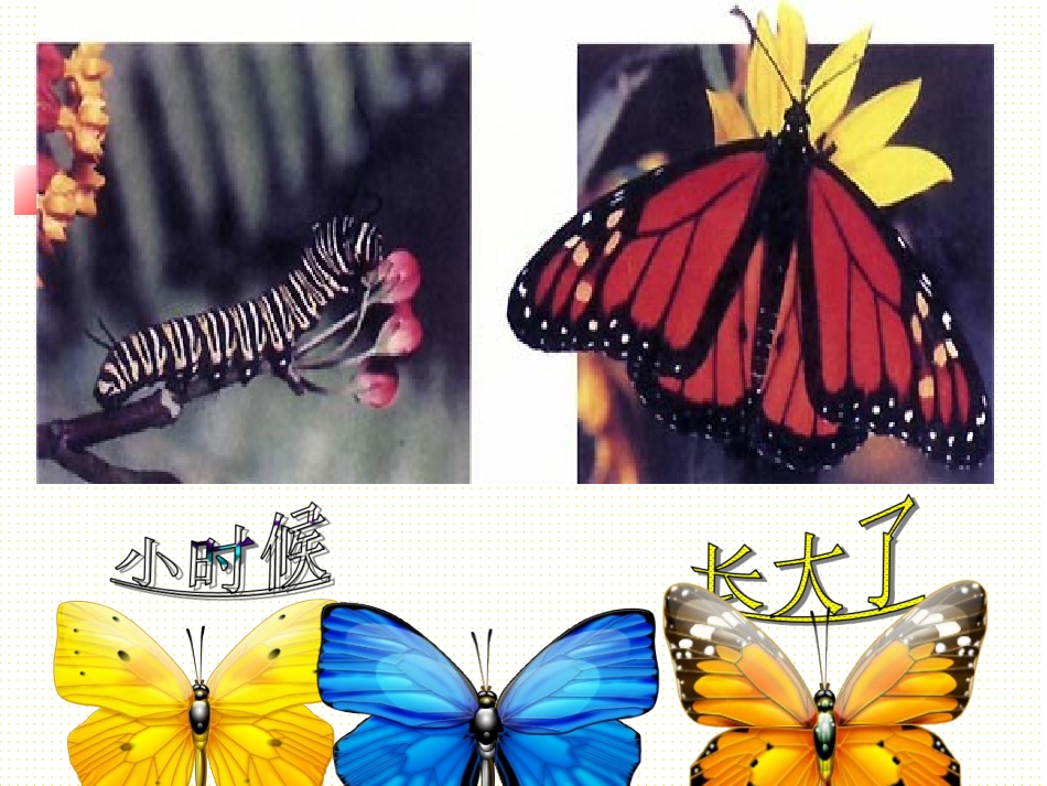 昆虫的生殖和发育2_第2页