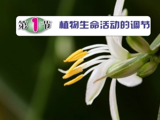 植物生命活动的调节