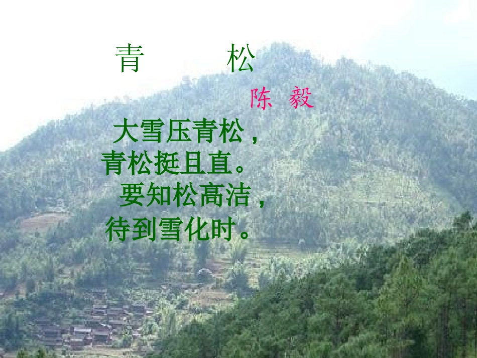 四年级语文下册_小松树课件_鄂教版_第1页