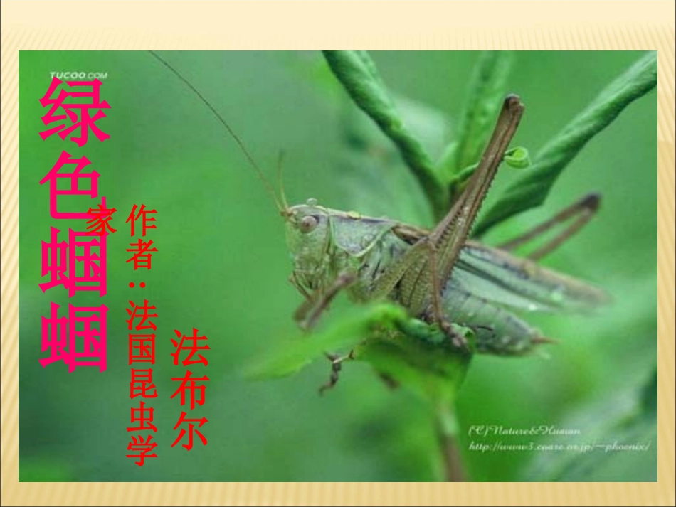 绿色蝈蝈课件_第2页