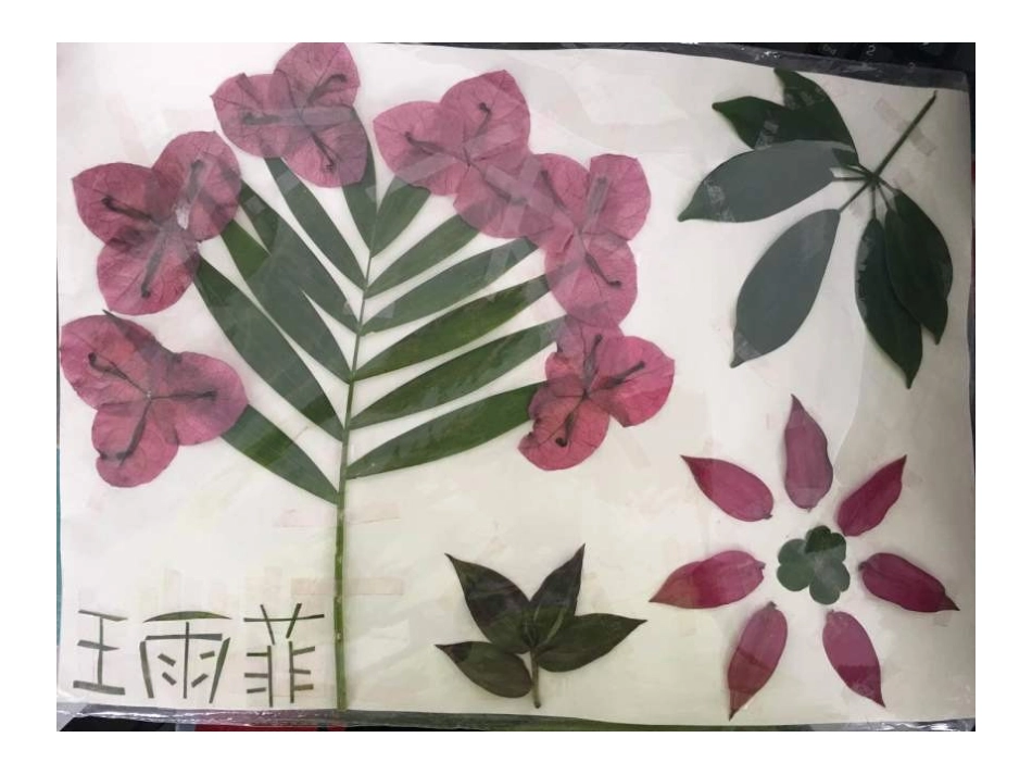 小柳树和小枣树 (4)_第2页