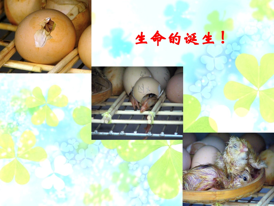 新人教版语文七年级上册《短文两篇·蝉·贝壳》教学课件_第1页