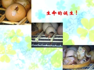 新人教版语文七年级上册《短文两篇·蝉·贝壳》教学课件