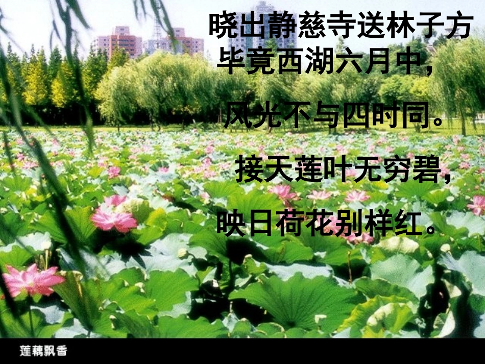 荷花上课用的_第2页