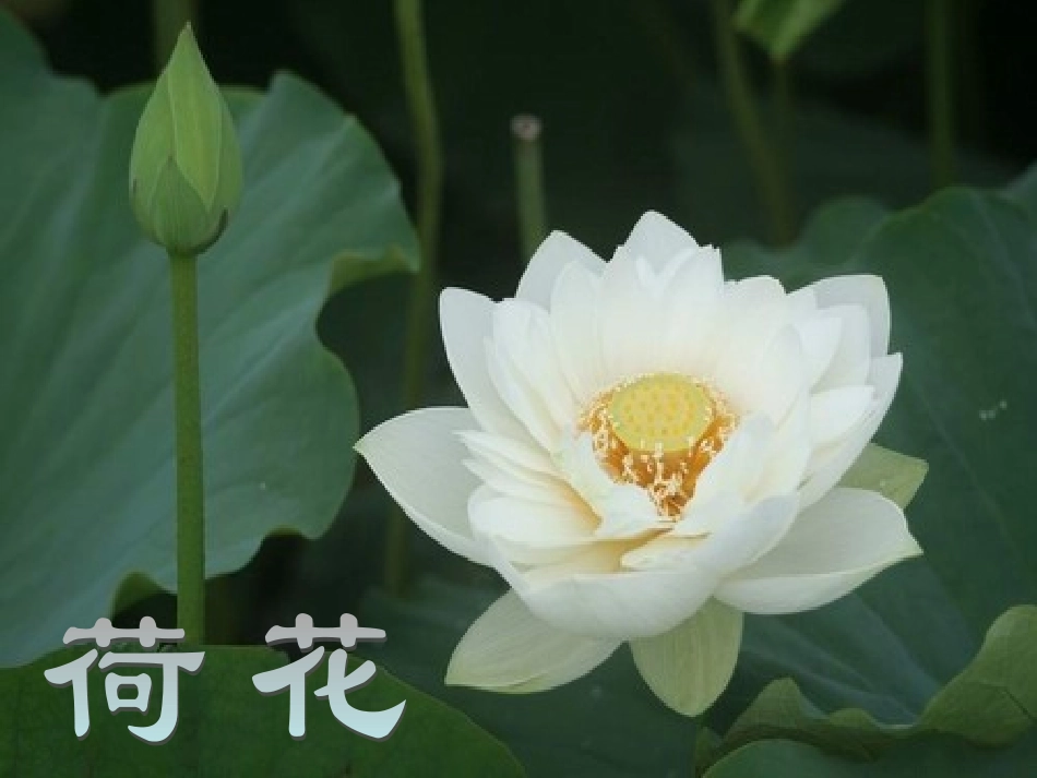 荷花上课用的_第3页