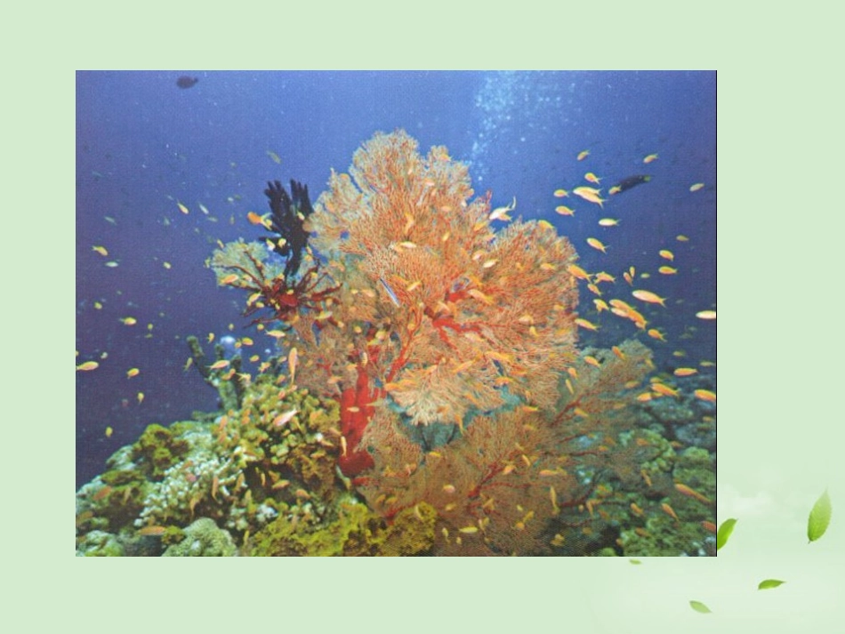 三年级语文下册富饶的西沙群岛1课件北京版_第2页