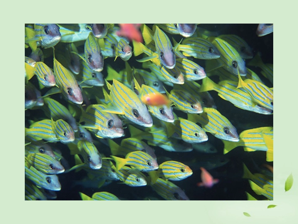 三年级语文下册富饶的西沙群岛1课件北京版_第3页