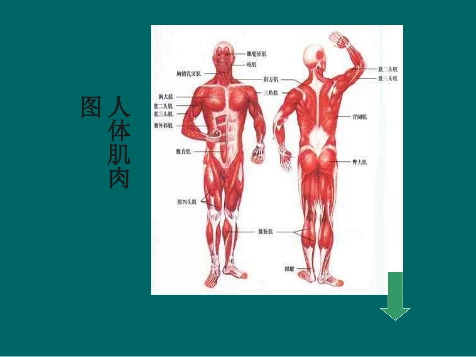 高中体育人体和运动_第3页